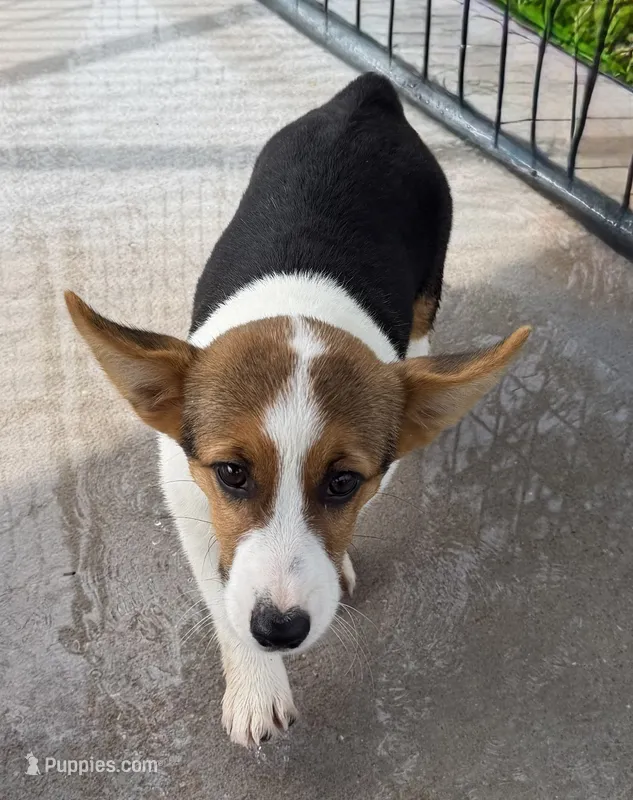 Clara – Pembroke Welsh Corgi puppy for sale in Spring Hill, FL