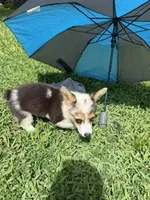 Pepper, a male Pembroke Welsh Corgi for sale in Spring Hill, FL – 2 of 3