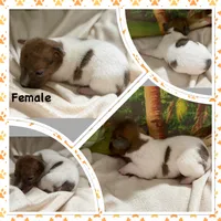 Millie, a female Jack Russell Terrier for sale in Spring Hill, FL – 1 of 1