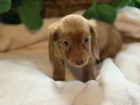 Skylar, a female Miniature Dachshund for sale in Spring Hill, FL – Photo 2 of 5