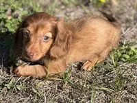 Skylar, a female Miniature Dachshund for sale in Spring Hill, FL – Photo 1 of 5