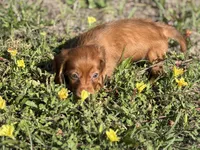 Skylar, a female Miniature Dachshund for sale in Spring Hill, FL – Photo 4 of 5