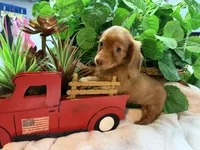 Skylar, a female Miniature Dachshund for sale in Spring Hill, FL – Photo 5 of 5