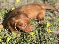 Skylar, a female Miniature Dachshund for sale in Spring Hill, FL – Photo 3 of 5