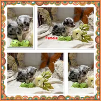 Chloe, a female Pembroke Welsh Corgi for sale in Spring Hill, FL – 2 of 2