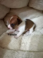 Rusty, a female Jack Russell Terrier for sale in Spring Hill, FL – 3 of 3