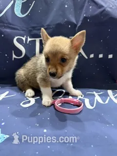 Ginger – Pembroke Welsh Corgi puppy for sale in Spring Hill, FL