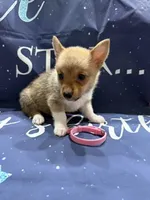 Ginger, a female Pembroke Welsh Corgi for sale in Spring Hill, FL – 3 of 5