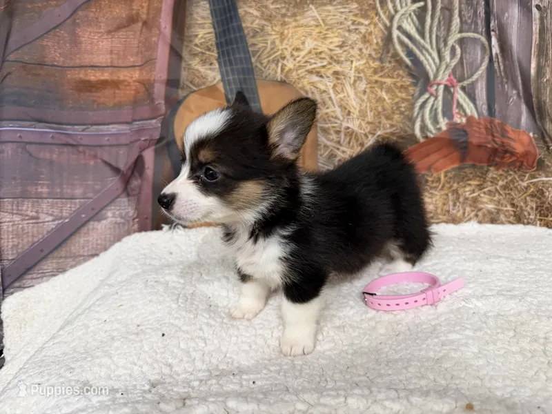 Cotton – Pembroke Welsh Corgi puppy for sale in Spring Hill, FL