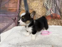 Cotton, a female Pembroke Welsh Corgi for sale in Spring Hill, FL – 1 of 5