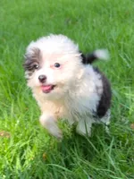 Parker, a female Miniature Aussiedoodle for sale in Spring Hill, FL – 3 of 5