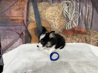 Chip, a male Pembroke Welsh Corgi for sale in Spring Hill, FL – 3 of 5