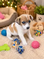 Kenny, a male Jack Russell Terrier for sale in Spring Hill, FL – 2 of 2