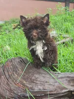 Chocolate Toy, a male Yorkshire Terrier for sale in Spring Hill, FL – 5 of 5