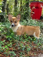 Mask, a female Pembroke Welsh Corgi for sale in Spring Hill, FL – 2 of 3