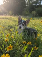 Charlie , a male Pembroke Welsh Corgi for sale in Spring Hill, FL – 2 of 4