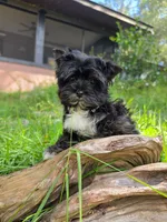 Tea cup Sky, a male Yorkshire Terrier for sale in Spring Hill, FL – 2 of 3