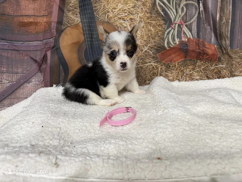 Candy – Pembroke Welsh Corgi puppy for sale in Spring Hill, FL