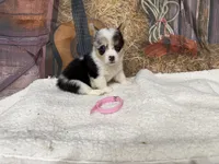 Candy, a female Pembroke Welsh Corgi for sale in Spring Hill, FL – 1 of 5