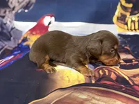 Alex, a male Miniature Dachshund for sale in Spring Hill, FL – 4 of 5