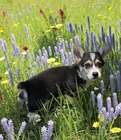 Charlie , a male Pembroke Welsh Corgi for sale in Spring Hill, FL – 4 of 4