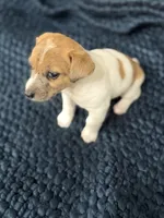 Kenny/pending, a male Jack Russell Terrier for sale in Spring Hill, FL – 6 of 8