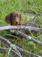 Chipper, a male Miniature Dachshund for sale in Spring Hill, FL – 6 of 6
