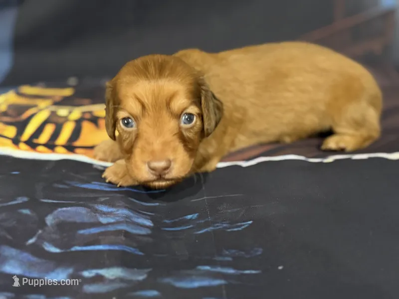 Mazie – Miniature Dachshund puppy for sale in Spring Hill, FL