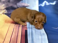 Tiny, a female Miniature Dachshund for sale in Spring Hill, FL – 3 of 5