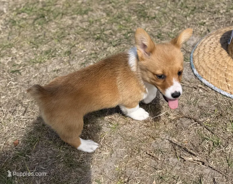 SKYLAR, a female Pembroke Welsh Corgi for sale in Spring Hill, FL – Photo 1 of 2