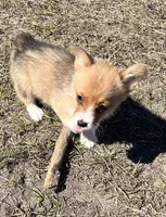 SKYLAR, a female Pembroke Welsh Corgi for sale in Spring Hill, FL – Photo 2 of 2