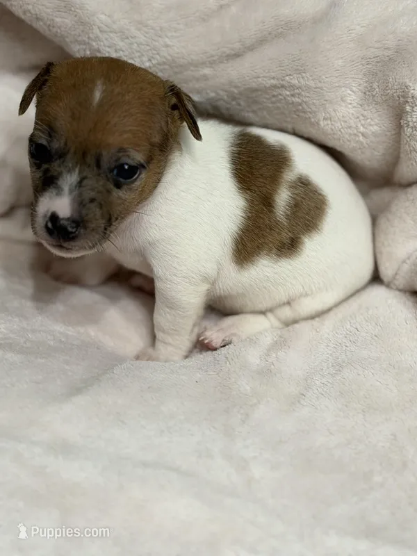 Michelle – Jack Russell Terrier puppy for sale in Spring Hill, FL