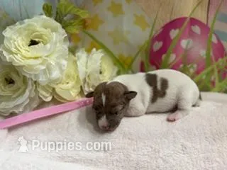 Michelle – Jack Russell Terrier puppy for sale in Spring Hill, FL