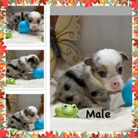 Koda, a male Pembroke Welsh Corgi for sale in Spring Hill, FL – 2 of 2