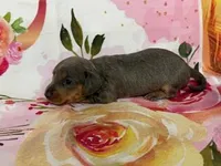 SHARYAN, a female Miniature Dachshund for sale in Spring Hill, FL – Photo 3 of 3