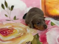 SHARYAN, a female Miniature Dachshund for sale in Spring Hill, FL – Photo 1 of 3