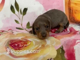 SHARYAN – Miniature Dachshund puppy for sale in Spring Hill, FL