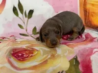 SHARYAN, a female Miniature Dachshund for sale in Spring Hill, FL – Photo 2 of 3