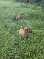 Madden, a female Golden Retriever for sale in Spring Hill, FL – 7 of 7