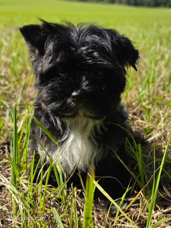 Tea cup Sky – Yorkshire Terrier puppy for sale in Spring Hill, FL