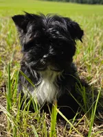Tea cup Sky, a male Yorkshire Terrier for sale in Spring Hill, FL – 1 of 3