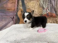 Salley, a female Pembroke Welsh Corgi for sale in Spring Hill, FL – 3 of 4