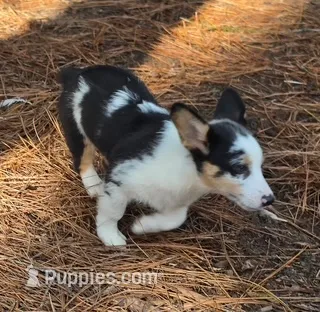 Mottles – Pembroke Welsh Corgi puppy for sale in Spring Hill, FL
