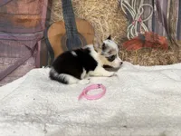 Candy, a female Pembroke Welsh Corgi for sale in Spring Hill, FL – 3 of 5