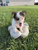 PETEY (fluffy), a male Pembroke Welsh Corgi for sale in Spring Hill, FL – 6 of 7
