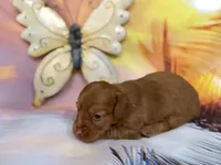 Rosie, a female Miniature Dachshund for sale in Spring Hill, FL – Photo 3 of 3