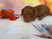 Tabby, a female Miniature Dachshund for sale in Spring Hill, FL – Photo 2 of 2