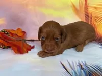 Tabby, a female Miniature Dachshund for sale in Spring Hill, FL – Photo 1 of 2