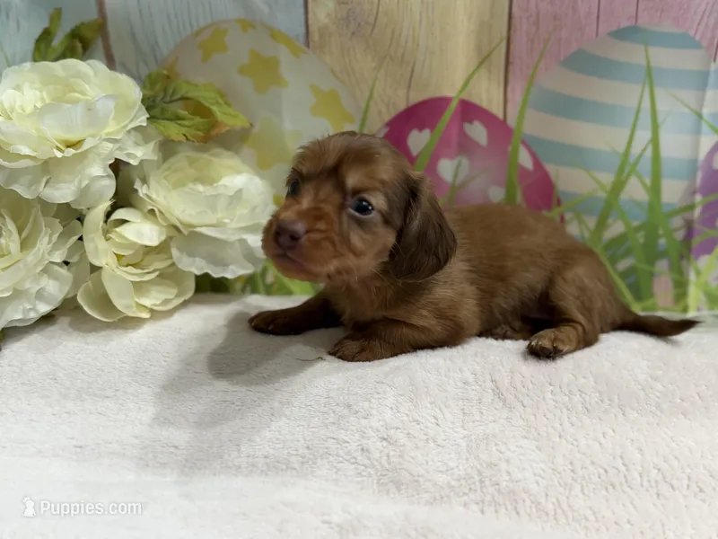 Rosie – Miniature Dachshund puppy for sale in Spring Hill, FL