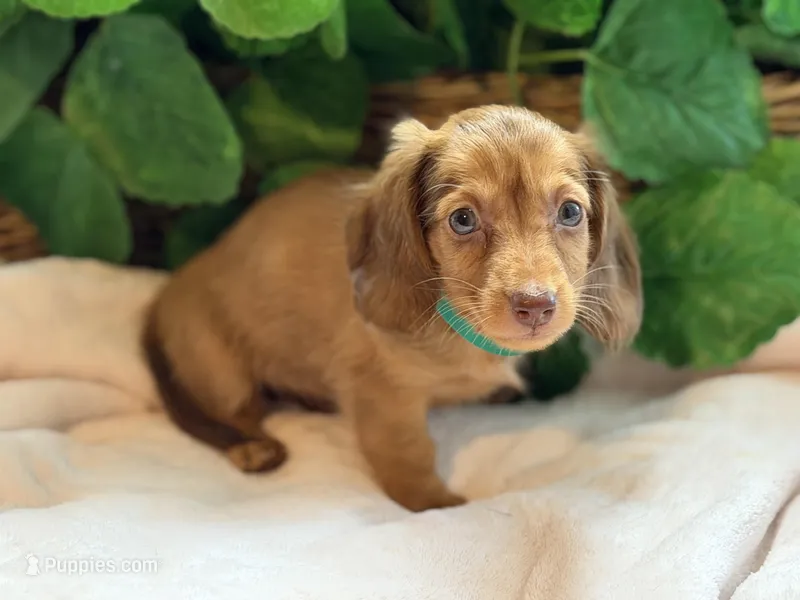 Rosie – Miniature Dachshund puppy for sale in Spring Hill, FL